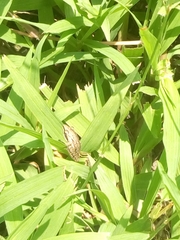 Anura