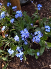 Myosotis sylvatica