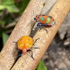 Tectocoris diophthalmus