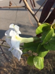 Ipomoea violacea
