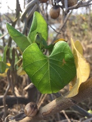 Ipomoea violacea