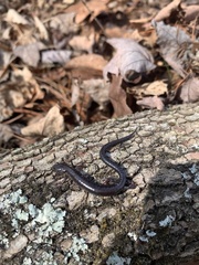 Plethodon hoffmani