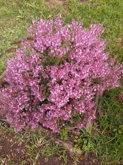 Plectranthus chimanimanensis