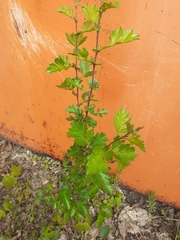 Crataegus monogyna
