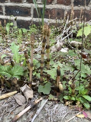 Equisetum arvense