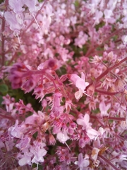 Plectranthus chimanimanensis