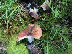 Russula vinacea