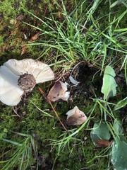 Russula vinacea