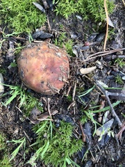 Russula vinacea