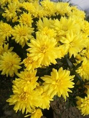 Chrysanthemum morifolium