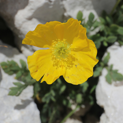 Papaver alpinum