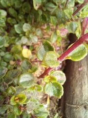 Plectranthus chimanimanensis