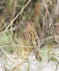 Cisticola juncidis terrestris