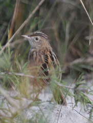 Cisticola juncidis terrestris