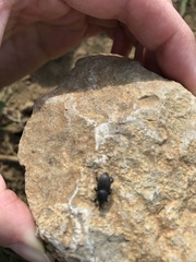 Sphenophorus striatopunctatus
