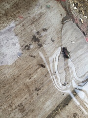 Carabidae