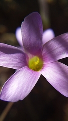Oxalis lateriflora