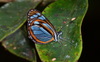 Mariposa Blanca Mimética Alas de Cristal - Photo (c) Andrew Neild, algunos derechos reservados (CC BY-NC-ND)