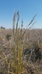 Panicum laevinode