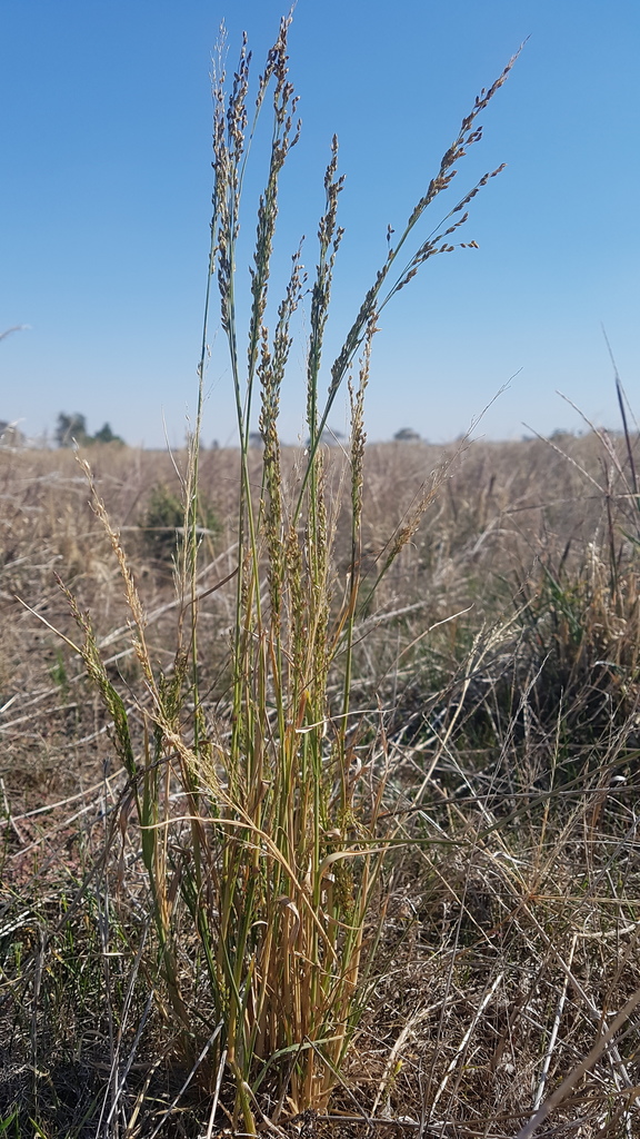 pepper grass