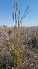 Panicum laevinode