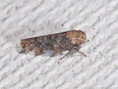 Paraphlepsius collitus