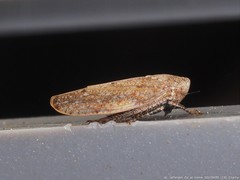 Paraphlepsius continuus