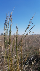 Panicum laevinode