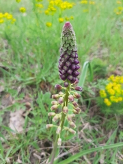 Muscari comosum
