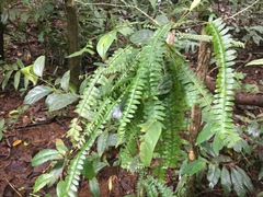 Arthropteris palisotii