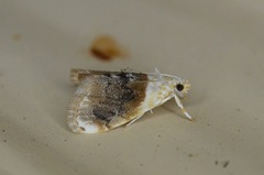 Lipocosmodes fuliginosalis