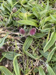 Trifolium pratense