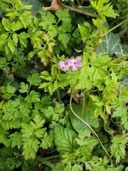 Geranium robertianum