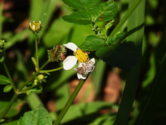 Eugauria albidentata