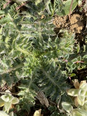 Cirsium acaule