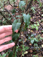 Dioscorea cotinifolia