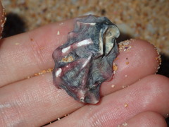 Saccostrea glomerata