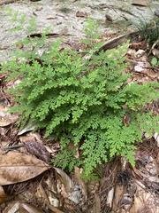 Selaginella braunii