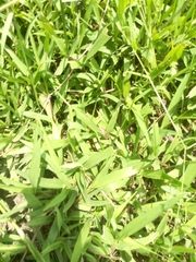 Anura
