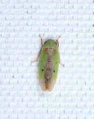 Ponana