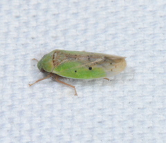 Ponana
