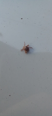 Parasitiformes
