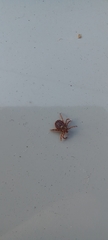 Parasitiformes