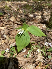 Trillium erectum