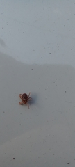 Parasitiformes