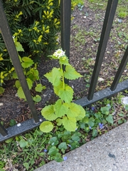 Alliaria petiolata