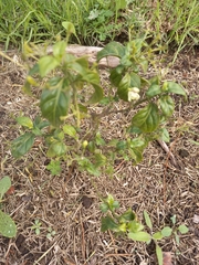 Justicia campylostemon