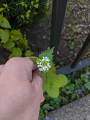 Alliaria petiolata