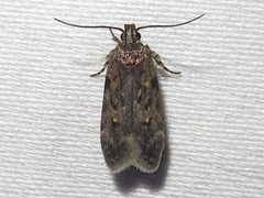 Chionodes pereyra