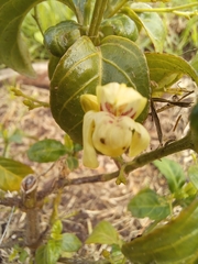 Justicia campylostemon